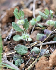 Scutellaria tuberosa