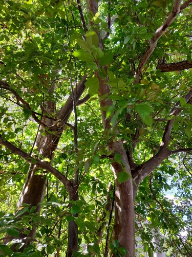 Psidium friedrichsthalianum - Whole tree