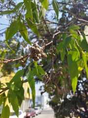 Magnoliopsida