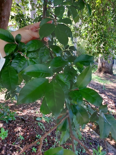 Psidium friedrichsthalianum - Leaves