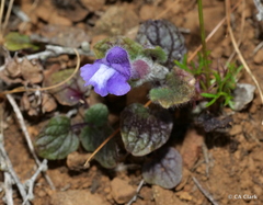 Scutellaria tuberosa