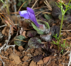 Scutellaria tuberosa