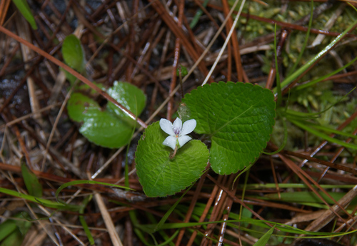small white violet (Viola macloskeyi)