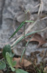 Funastrum crispum