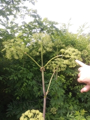 Angelica atropurpurea