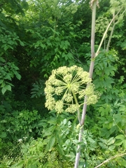 Angelica atropurpurea