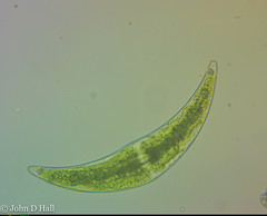 Closterium moniliferum