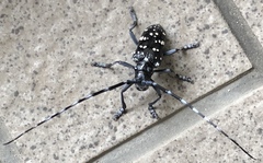Anoplophora chinensis