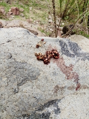 Bassariscus