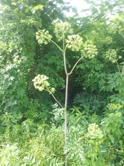 Angelica atropurpurea