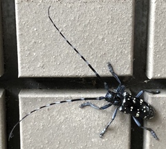 Anoplophora chinensis