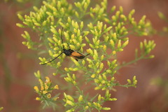 Crossidius pulchellus