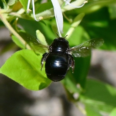 Xylocopa tabaniformis orpifex