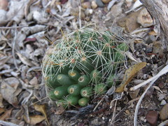 Mammillaria sphaerica