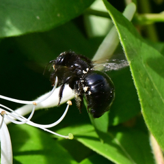 Xylocopa tabaniformis orpifex