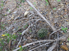 Mammillaria sphaerica