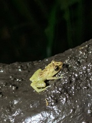 Diasporus diastema