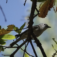 Vireo plumbeus