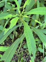 Verbesina walteri