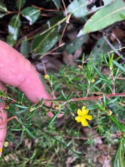Hibbertia cistoidea