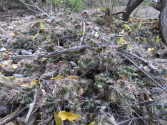 Coryphantha macromeris runyonii