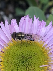 Platycheirus trichopus