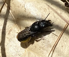 Osmia montana