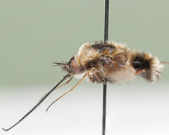 Bombylius varius