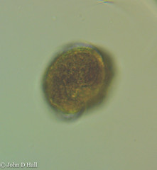 Peridinium willei