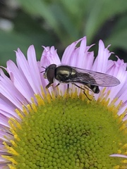 Platycheirus trichopus
