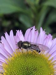 Platycheirus trichopus