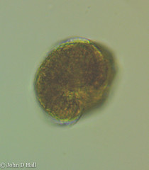 Peridinium willei