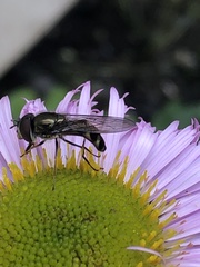 Platycheirus trichopus