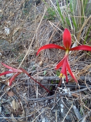 Sprekelia