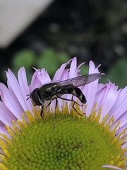 Platycheirus trichopus