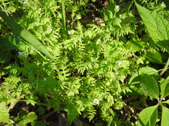 Ellisia nyctelea