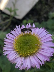 Platycheirus trichopus