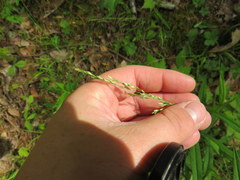 Sphenopholis intermedia