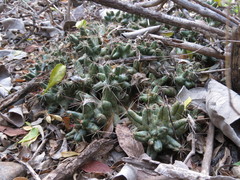 Coryphantha macromeris runyonii