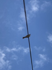 Hypsipetes amaurotis