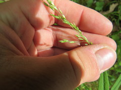 Sphenopholis intermedia