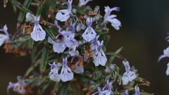 Apis mellifera