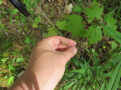 Sphenopholis intermedia