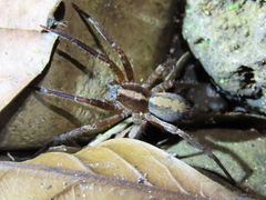 Spinoctenus