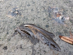 Turdus grayi