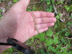 Sphenopholis intermedia