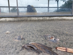 Turdus grayi