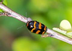 Cryptocephalus trifasciatus