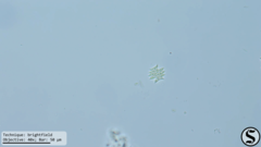 Tetradesmus dimorphus