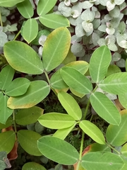 Arachis repens